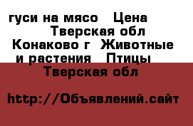 гуси на мясо › Цена ­ 2 500 - Тверская обл., Конаково г. Животные и растения » Птицы   . Тверская обл.
